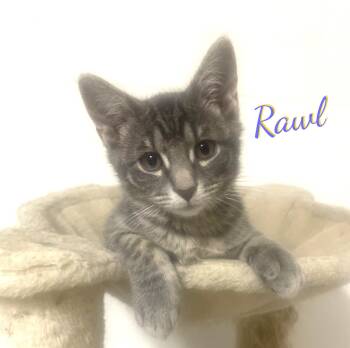 Rawl #innocent-face -  Tabby and Domestic Short Hair Cat for Adoption in Houston, Texas - Rawl #innocent-face | PetCurious