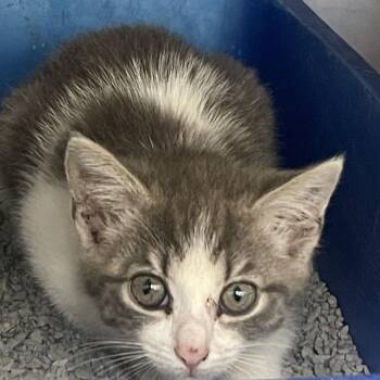 Toast -  Domestic Short Hair Cat for Adoption in Auburn, Alabama - Toast | PetCurious