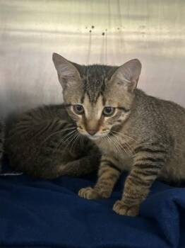 Cortona -  Domestic Short Hair Cat for Adoption in Largo, Florida - Cortona | PetCurious