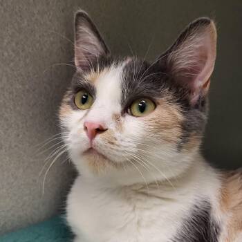 Riddle -  Domestic Short Hair Cat for Adoption in Grayslake, Illinois - Riddle | PetCurious