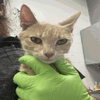 Nicole -  Domestic Short Hair Cat for Adoption in Indianapolis, Indiana - Nicole | PetCurious