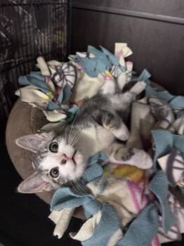 Bailey -  Domestic Short Hair Cat for Adoption in Midland, Michigan - Bailey | PetCurious