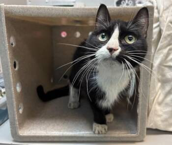 Eleanor -  Domestic Short Hair Cat for Adoption in New York, New York - Eleanor | PetCurious