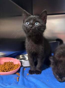 Toothless -  Domestic Medium Hair Cat for Adoption in Statesboro, Georgia - Toothless | PetCurious