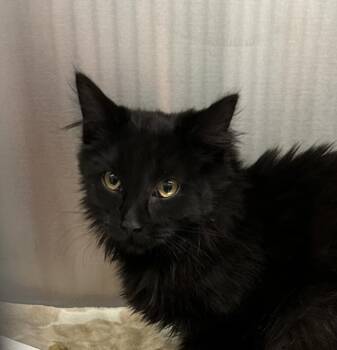 Alfalfa -  Domestic Medium Hair Cat for Adoption in Golden, Colorado - Alfalfa | PetCurious