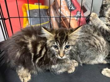 ANNA STRONG -  Domestic Long Hair Cat for Adoption in Antioch, California - ANNA STRONG | PetCurious