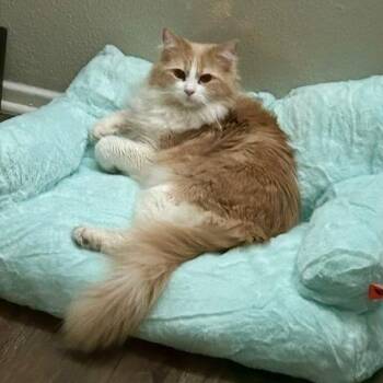 Domestic Long Hair Cats Available for Adoption - Apollo | PetCurious