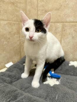 Rescue Domestic Short Hair Cats for Adoption in Irondequoit, New York - James | PetCurious