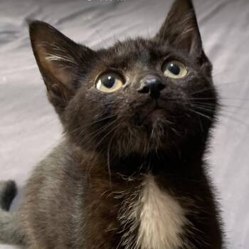 Solo -  Domestic Short Hair Cat for Adoption - Solo | PetCurious