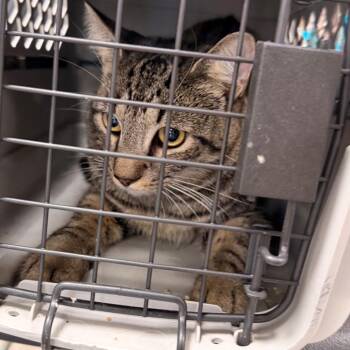 Buttercrunch -  Domestic Short Hair Cat for Adoption in Philadelphia, Pennsylvania - Buttercrunch | PetCurious
