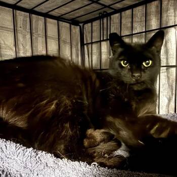 Selina -  Domestic Short Hair Cat for Adoption in Los Angeles, California - Selina | PetCurious
