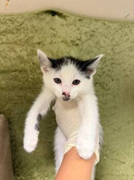 LOLA -  Domestic Short Hair Cat for Adoption in Riverside, California - LOLA | PetCurious