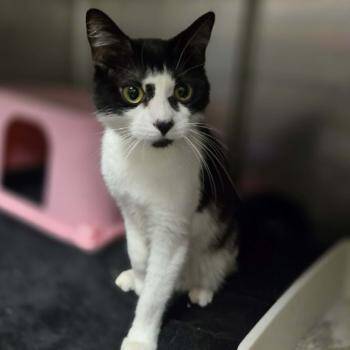 Chelsey Green -  Domestic Short Hair Cat Available for Adoption in Madison, Wisconsin - Chelsey Green | PetCurious