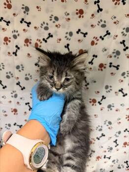 FERGIE -  Domestic Medium Hair Cat for Adoption in Riverside, California - FERGIE | PetCurious