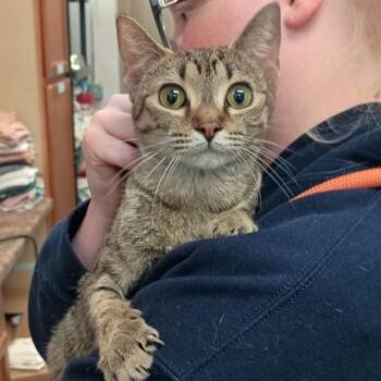 Domestic Short Hair Cats Available for Adoption - JADE | PetCurious