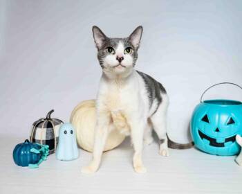 Rescue Domestic Short Hair Cats for Adoption in Jefferson, Louisiana - Simon | PetCurious