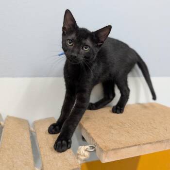 Scout -  Domestic Short Hair Cat for Adoption in Cape Girardeau, Missouri - Scout | PetCurious