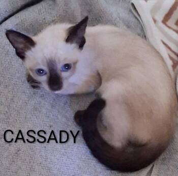 Cassady -  Domestic Short Hair Cat for Adoption in Redondo Beach, California - Cassady | PetCurious