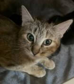 Domestic Short Hair Cats Available for Adoption in Pickering, Ontario - Presley | PetCurious