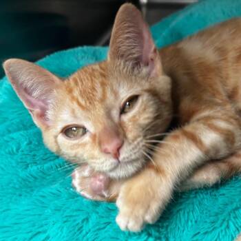 Nash -  Domestic Short Hair Cat for Adoption in Corpus Christi, Texas - Nash | PetCurious