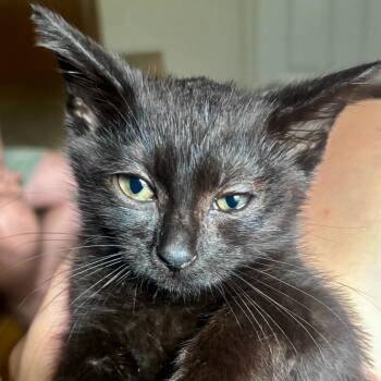 Locomotion -  Domestic Short Hair Cat for Adoption in Evanston, Illinois - Locomotion | PetCurious