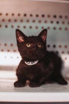 95429a Lady -  Domestic Short Hair Cat for Adoption in North Charleston, South Carolina - 95429a Lady | PetCurious