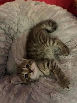 Shishito -  Domestic Short Hair Cat for Adoption in Wyoming, Michigan - Shishito | PetCurious