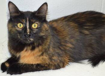 Norma Jean -  Domestic Long Hair Cat for Adoption in Harbor Springs, Michigan - Norma Jean | PetCurious