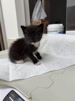 Domestic Short Hair Cats Available for Adoption in Baytown, Texas - KITSUNE | PetCurious