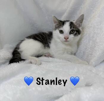Rescue Domestic Medium Hair Cats for Adoption in Copley, Ohio - Stanley | PetCurious