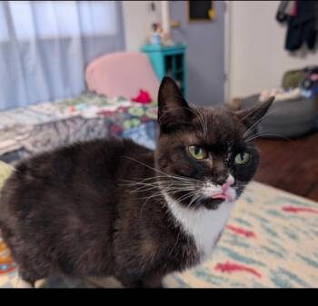 Domestic Short Hair Cats Available for Adoption in Lafayette, Colorado - Pigeon | PetCurious