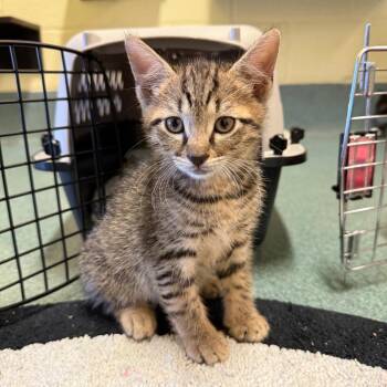 Fudge -  Domestic Short Hair Cat for Adoption - Fudge | PetCurious