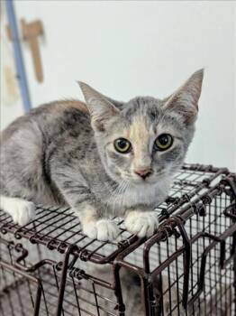 Rescue Domestic Short Hair Cats for Adoption in Hayward, California - WILMA | PetCurious