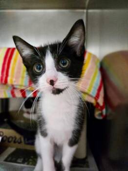 Duracell -  Domestic Short Hair Cat for Adoption in Cincinnati, Ohio - Duracell | PetCurious