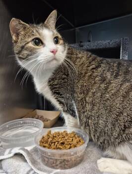 Momma Precious -  Domestic Short Hair Cat for Adoption in New York, New York - Momma Precious | PetCurious