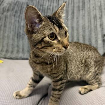 Hershey -  Domestic Short Hair Cat for Adoption in Buffalo, Minnesota - Hershey | PetCurious
