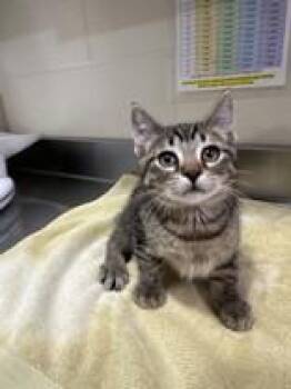 Janis -  Domestic Short Hair Cat for Adoption in Manitowoc, Wisconsin - Janis | PetCurious