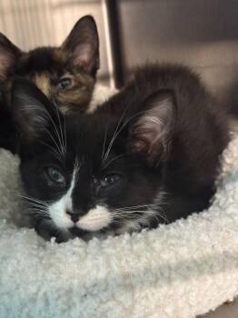 Callie -  Domestic Short Hair Cat for Adoption in Metter, Georgia - Callie | PetCurious