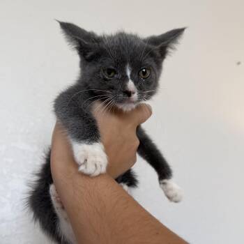 Lacie -  Domestic Short Hair Cat for Adoption in Jacksonville, Florida - Lacie | PetCurious