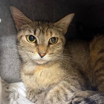 Jamboree -  Domestic Short Hair Cat for Adoption in Fort Lauderdale, Florida - Jamboree | PetCurious