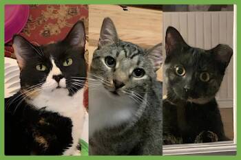 Domestic Short Hair Cats Available for Adoption in Amherst, Massachusetts - Momma Bear, Poppa Bear & Baby Bear (The Bears) | PetCurious