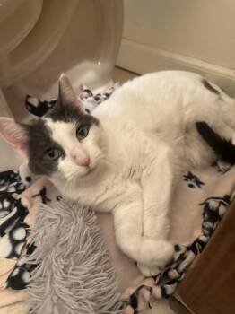 Amy Poehler -  Domestic Short Hair Cat for Adoption in Milltown, New Jersey - Amy Poehler | PetCurious