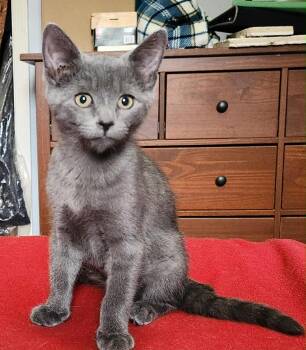 Rescue Domestic Short Hair Cats for Adoption in Baltimore, Maryland - Croissant (Sweet Treats Litter) | PetCurious