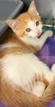 Hank -  Domestic Medium Hair Cat for Adoption in Elizabethton, Tennessee - Hank | PetCurious