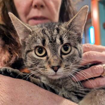 The Dread Pirate Purry -  British Shorthair and Domestic Short Hair Cat for Adoption in Johnstown, Pennsylvania - The Dread Pirate Purry | PetCurious