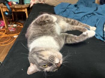 Domestic Short Hair Cats Available for Adoption in Mayfield, New York - Tristan | PetCurious