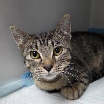 Domestic Short Hair Cats Available for Adoption - Jewell | PetCurious