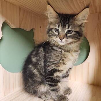 Karen Plankton -  Domestic Long Hair Cat for Adoption in Liberty, Missouri - Karen Plankton | PetCurious