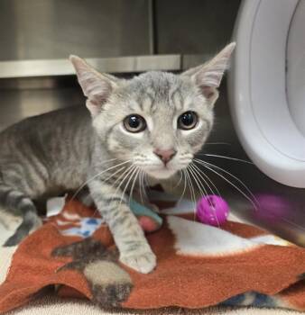 Domestic Short Hair Cats Available for Adoption in Fort Wayne, Indiana - MR. HANDSOME | PetCurious