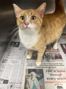 Domestic Short Hair Cats Available for Adoption in Hopkinsville, Kentucky - Layla | PetCurious